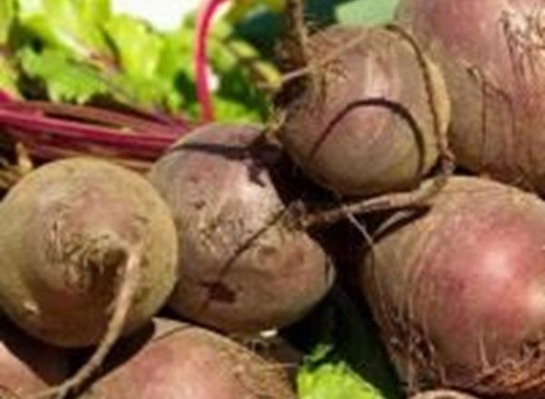 Organic Beetroot