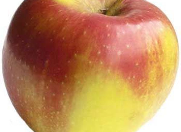 Apple: Jonagold