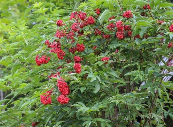 Elderberry - Red Berried