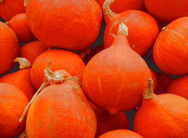 Squash - Red Kuri (Spain)