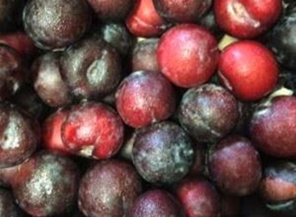 Plums- Red Beauty