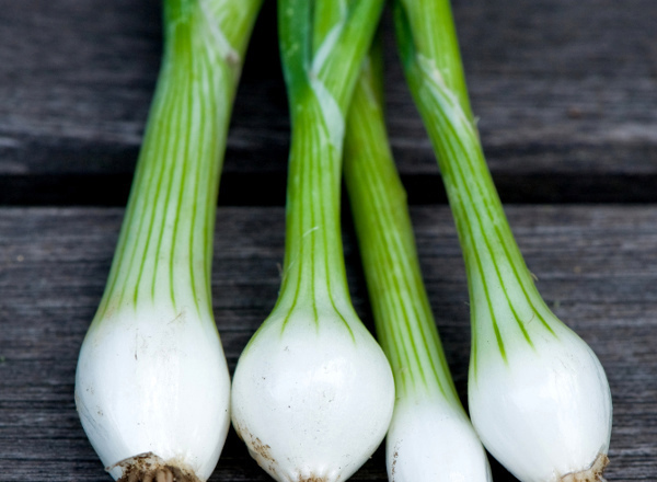 Spring Onions SCOT (bunch)