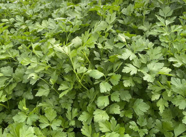 Parsley