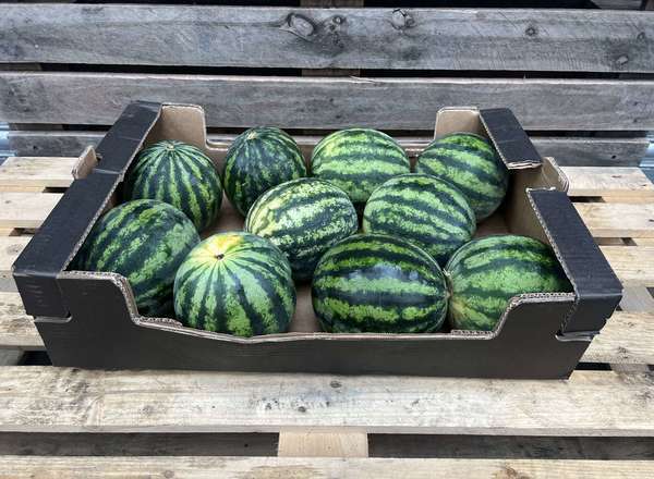 Watermelon - Mini