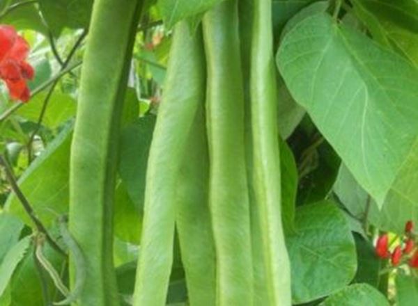 Beans (Runner)