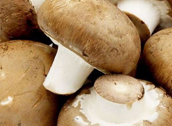 Mushroom / Brown