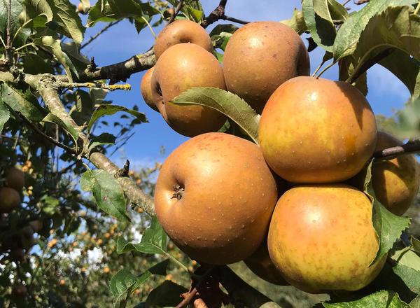 Apples - Russet