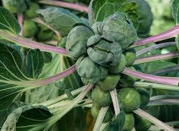 Brussels Sprout (1lb)