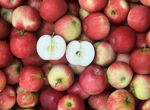 Apple: Scrumptious