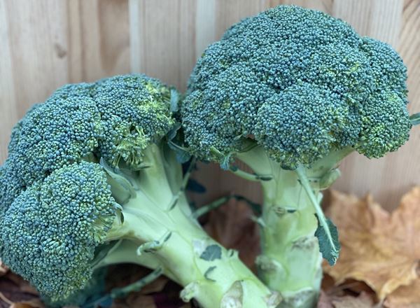 Broccoli Head - approx 500g - Organic