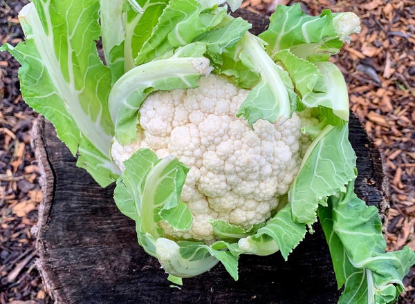 Organic Cauliflower