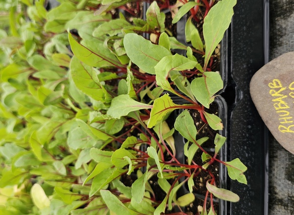 ( Plugs x6) Chard - Rhubarb (Own Grown)