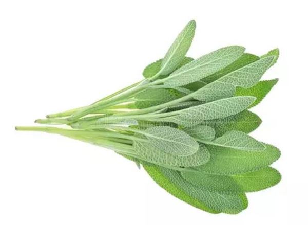 Sage - Fresh Leaf