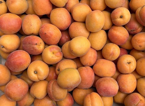 Apricot (Spain)