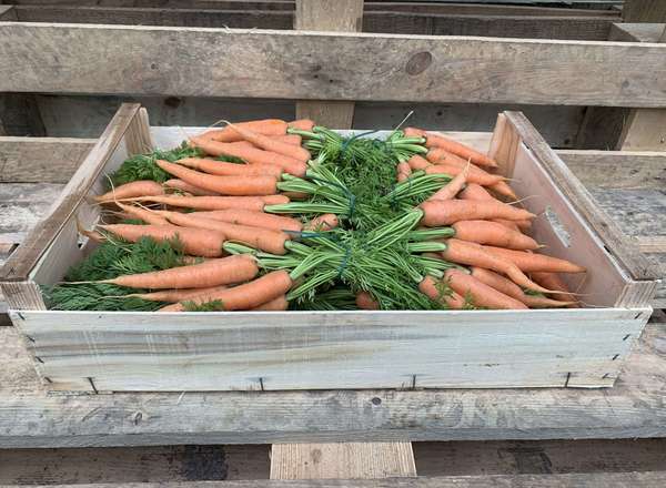 Carrots, Organic - Bunch with Tops