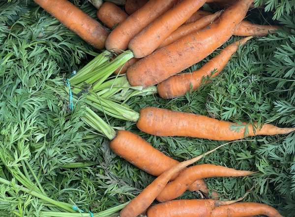 Carrots - British Organic - Bunch with Tops