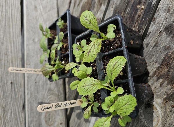 ( Plugs x6) Oriental Giant redmustard(Own Grown)