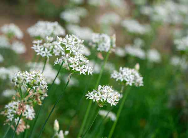 Garlic Chives add on