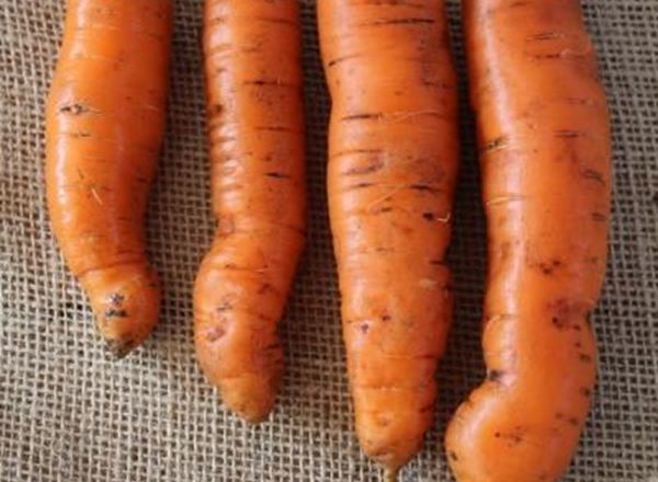 Organic Carrots 500g