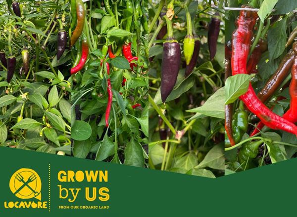 Locavore-Grown Mixed Chilli Bags