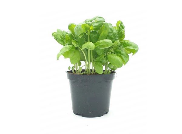 Basil in Pot