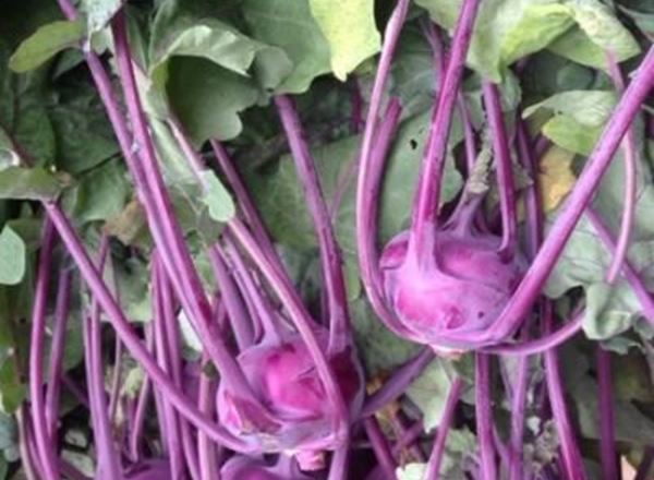 Kohl Rabi - Purple