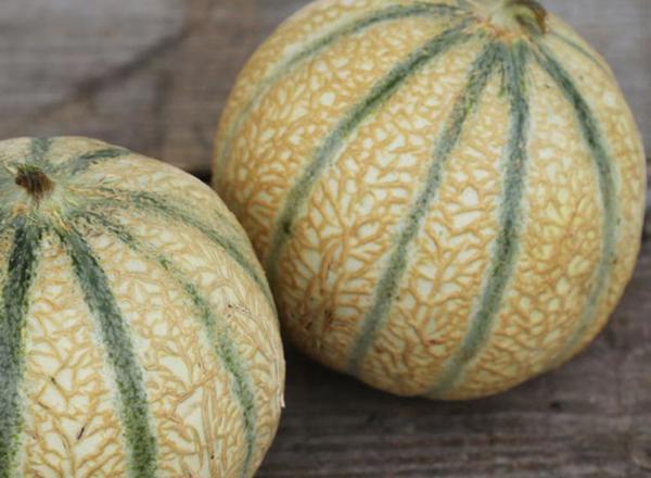 Melon - Organic Charentais