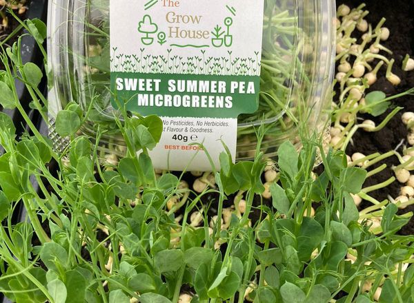 Sweet Summer Pea Microgreens