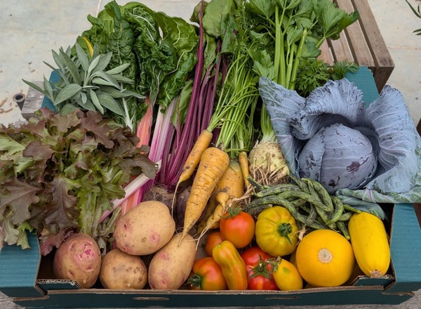 Lower Cock Ash Organics Veg Boxes