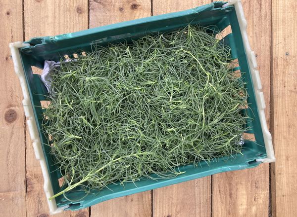 Agretti