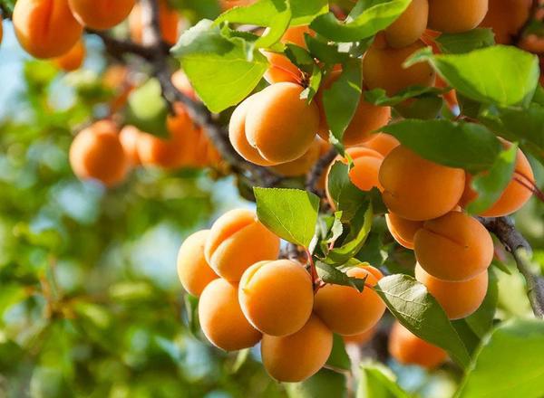 Harcot Apricot Tree