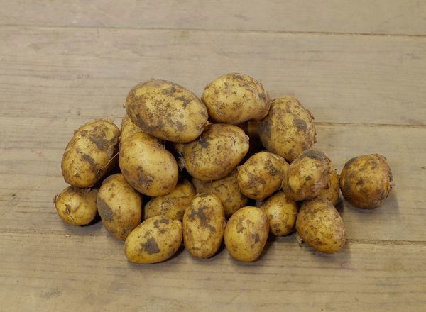 Potatoes- New !!