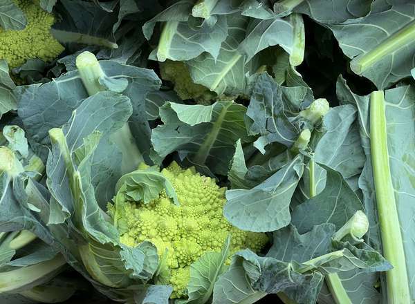 Organic Cauliflower Romanesco