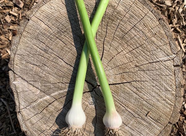 Spring Garlic x2