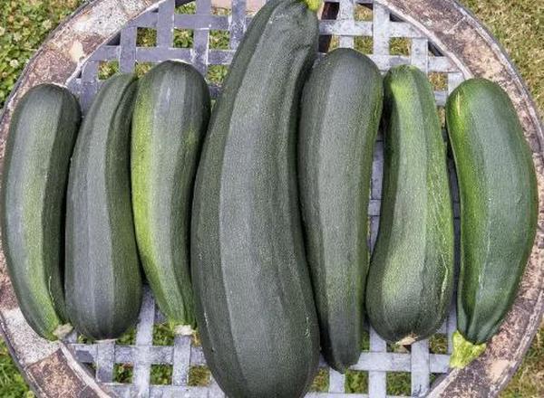 Courgette / Marrow