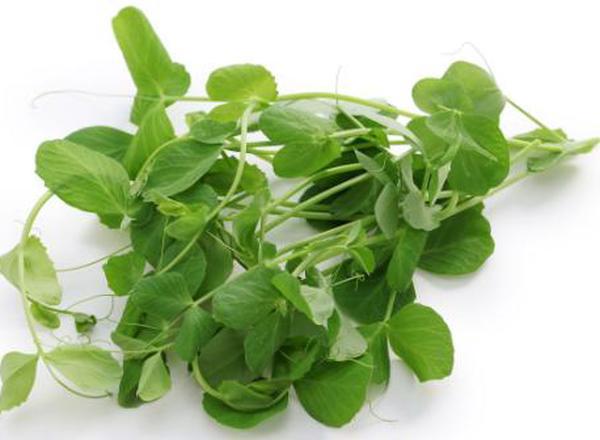 Pea Shoots - Fresh Leaf