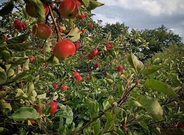 Discovery Apples