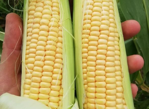 Sweetcorn on the Cob