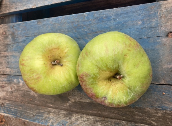 Cooking apples (1kg)