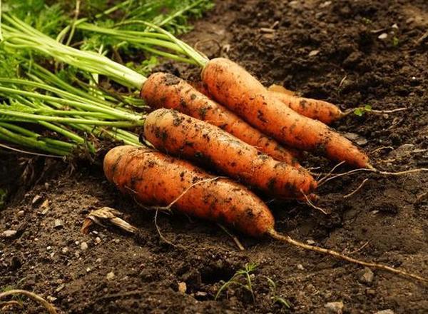 Organic Dirty Carrots