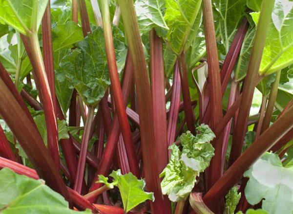 Rhubarb (Peterborough, UK)