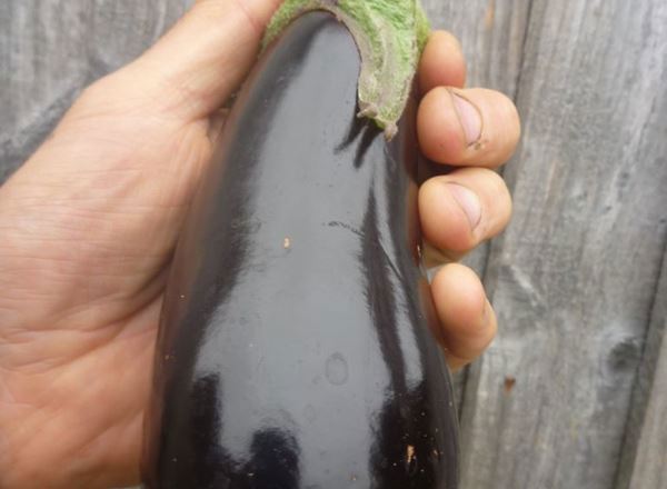 Aubergine, 500g