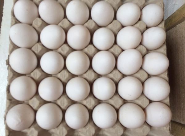 Eggs - 1 Tray Organic Eggs (30)