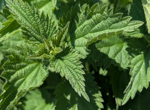 Nettles 250g (Own Grown)