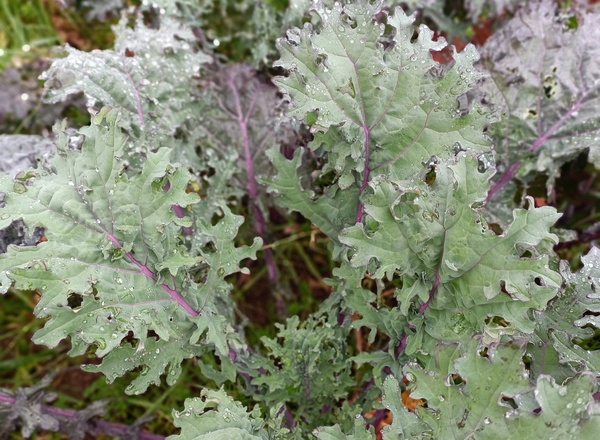 Red Russian Kale