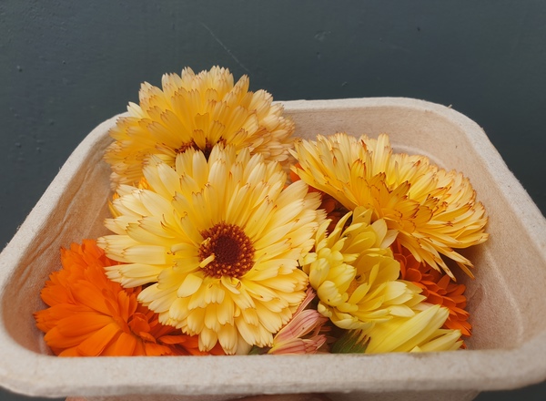 Edible Flowers Calendula Mix
