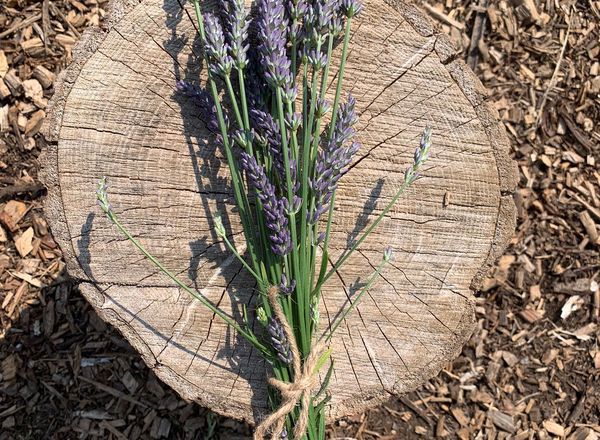 Lavendar Bunch