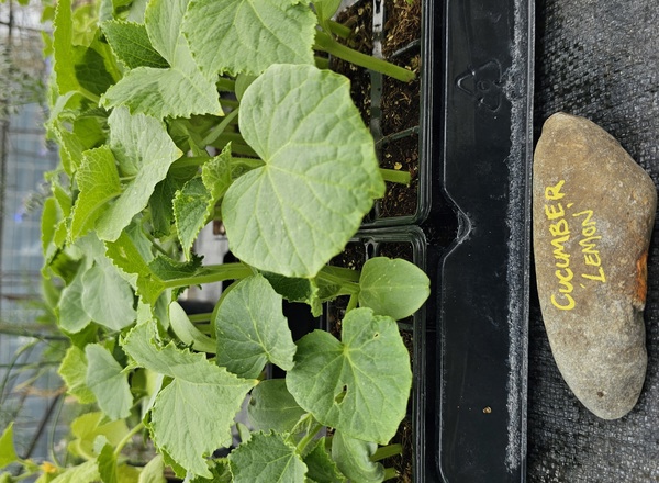 ( Plugs x6) Cucumber - Lemon (Own Grown)