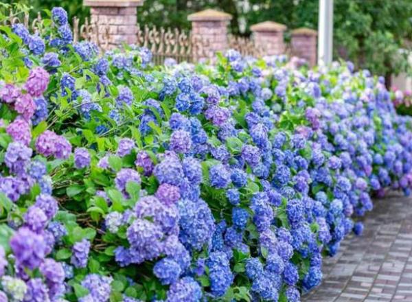Hydrangea - Macrophylla