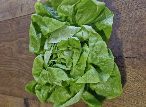 Lettuce